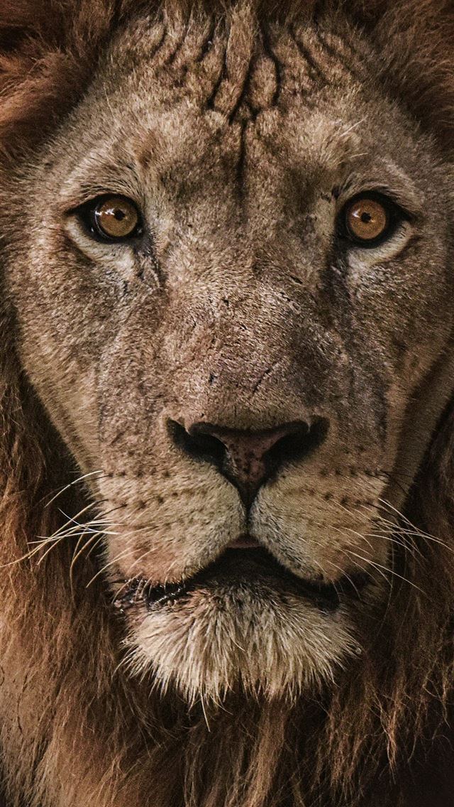 1290x2796 brown lion in close up photography -  iPhone Wallpaper