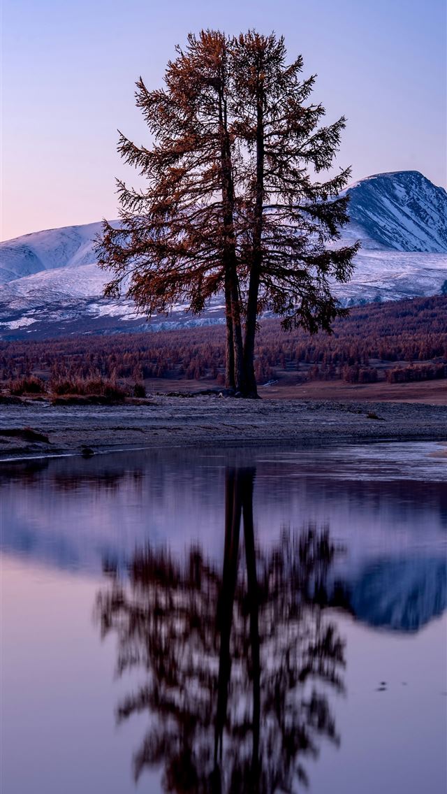 1290x2796 a lone tree is reflected in the still water of a l... -  iphone 14 Wallpaper