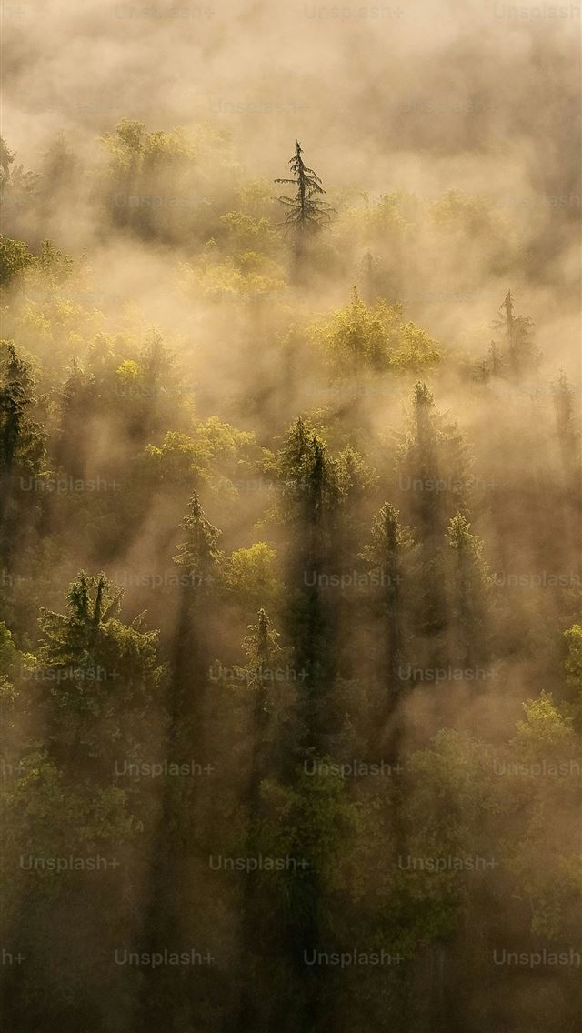 1290x2796 a forest with fog -  iPhone Wallpaper