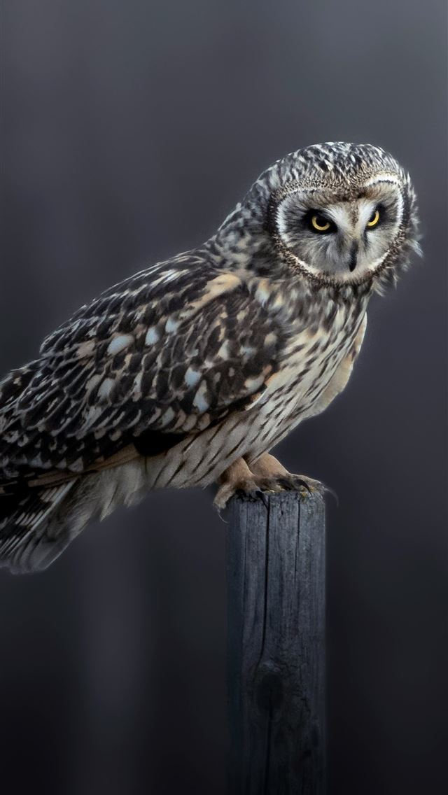 1290x2796 a small owl perched on top of a wooden post -  iPhone Wallpaper