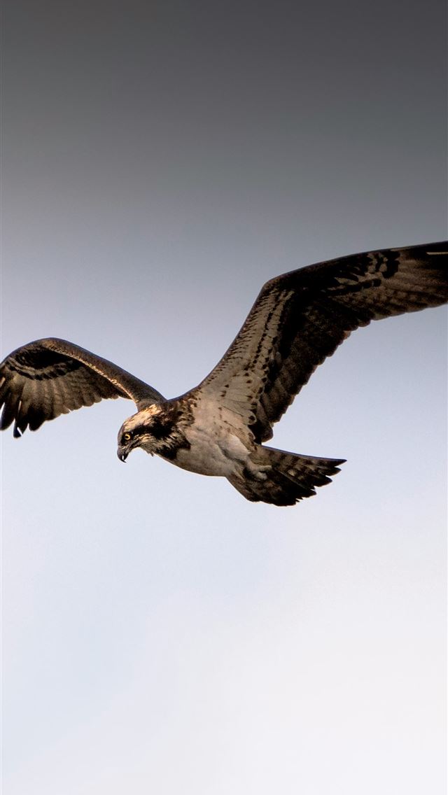 1290x2796 A large bird flying through a cloudy blue sky -  iPhone Wallpaper