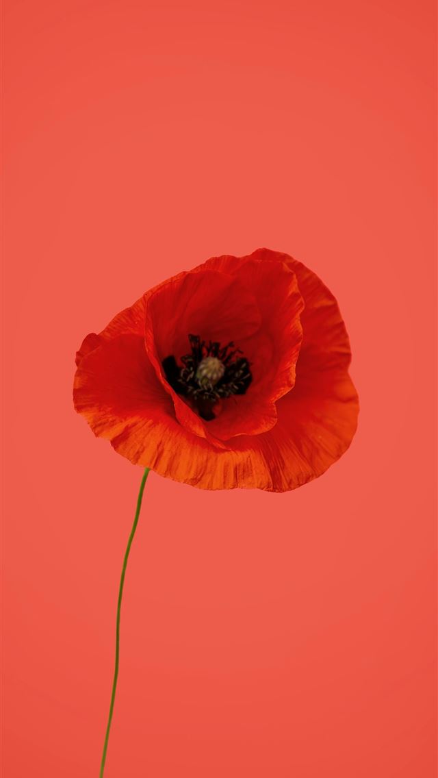 1290x2796 A single red flower on a red background -  iPhone Wallpaper