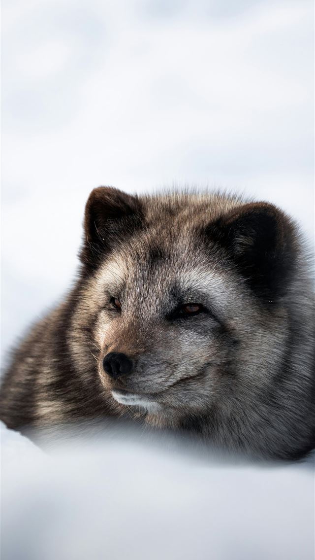 1290x2796 A wolf laying in the snow with its eyes closed -  iphone 14 Wallpaper