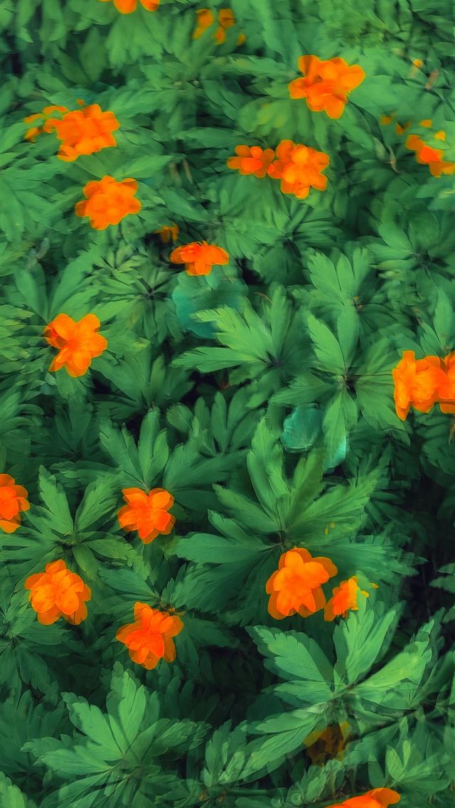 1290x2796 a close up of a plant with orange flowers -  iPhone Wallpaper
