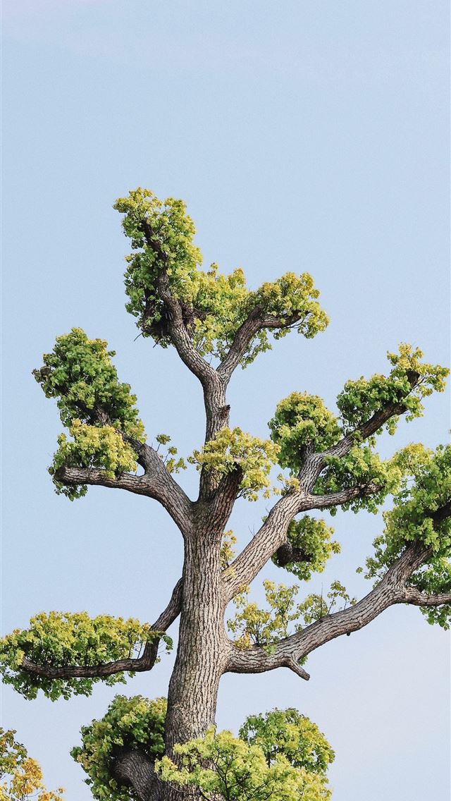 1290x2796 green tree under white sky during daytime -  iPhone Wallpaper