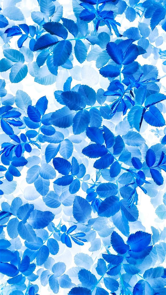 1290x2796 A close up of a blue flower on a white background -  iPhone Wallpaper