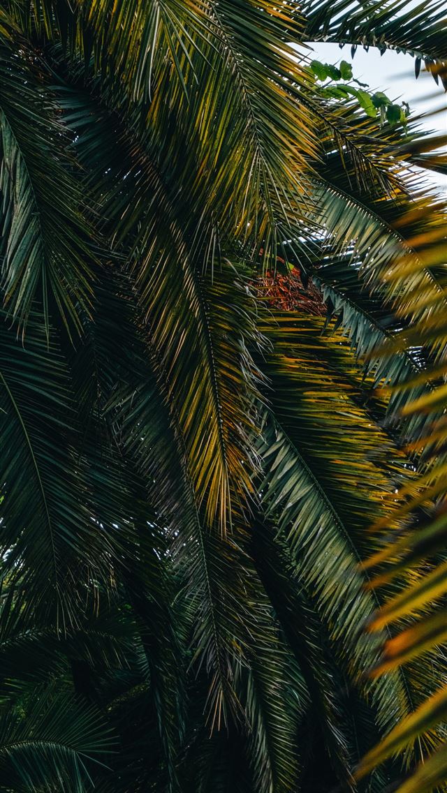 1290x2796 A palm tree with lots of green leaves -  iPhone Wallpaper