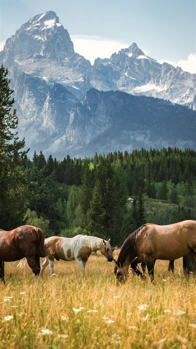1290x2796 horses grazing in a meadow -  iPhone Wallpaper
