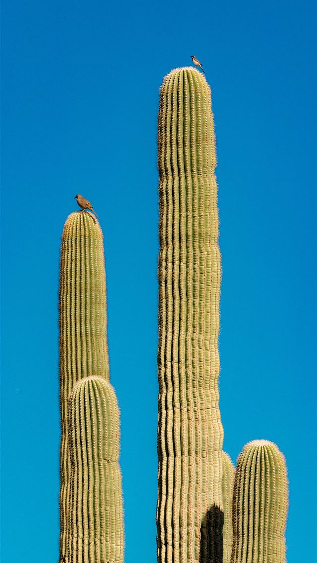 1290x2796 a bird perched on top of a tall cactus -  iPhone Wallpaper
