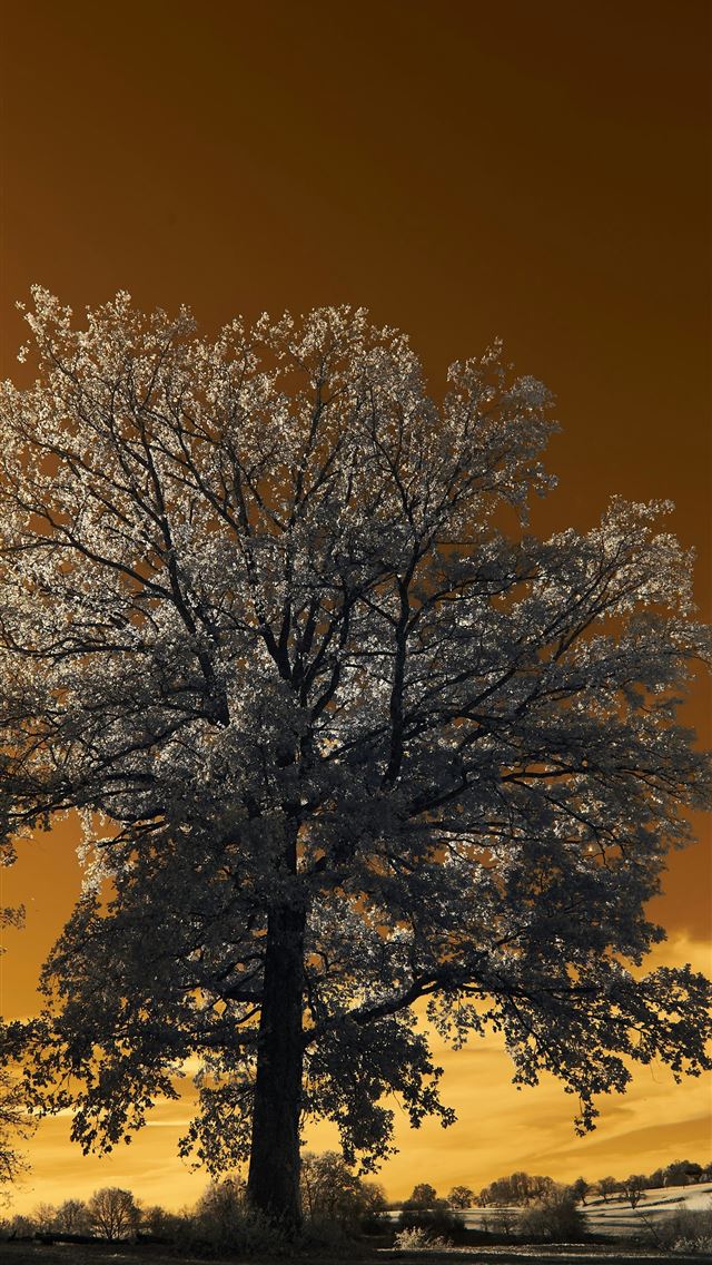 1290x2796 a tree with a sunset in the background -  iPhone Wallpaper