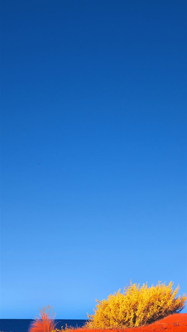 1290x2796 a tree in a field -  iPhone Wallpaper