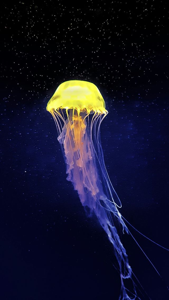 1290x2796 yellow and white jellyfish -  iPhone Wallpaper