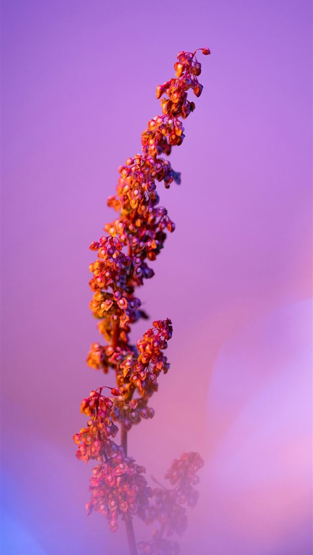 1290x2796 A tall plant with red and yellow flowers -  iPhone Wallpaper