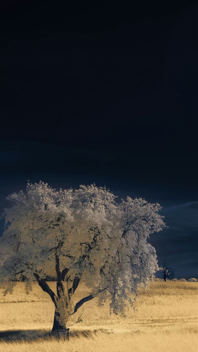1290x2796 A lone tree in a field at night -  iPhone Wallpaper