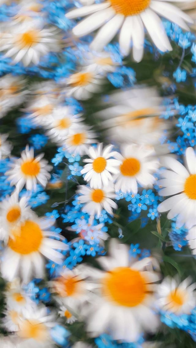 1290x2796 A bunch of white and blue flowers with yellow cent... -  iPhone Wallpaper