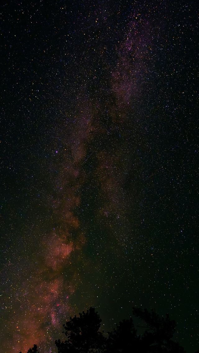 1290x2796 The night sky is filled with stars and trees -  iphone 13 Wallpaper
