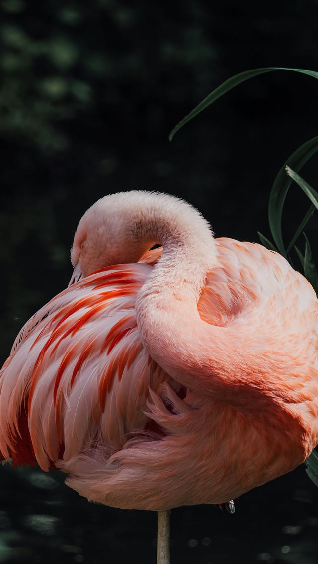 1290x2796 A group of flamingos standing next to each other -  iPhone Wallpaper