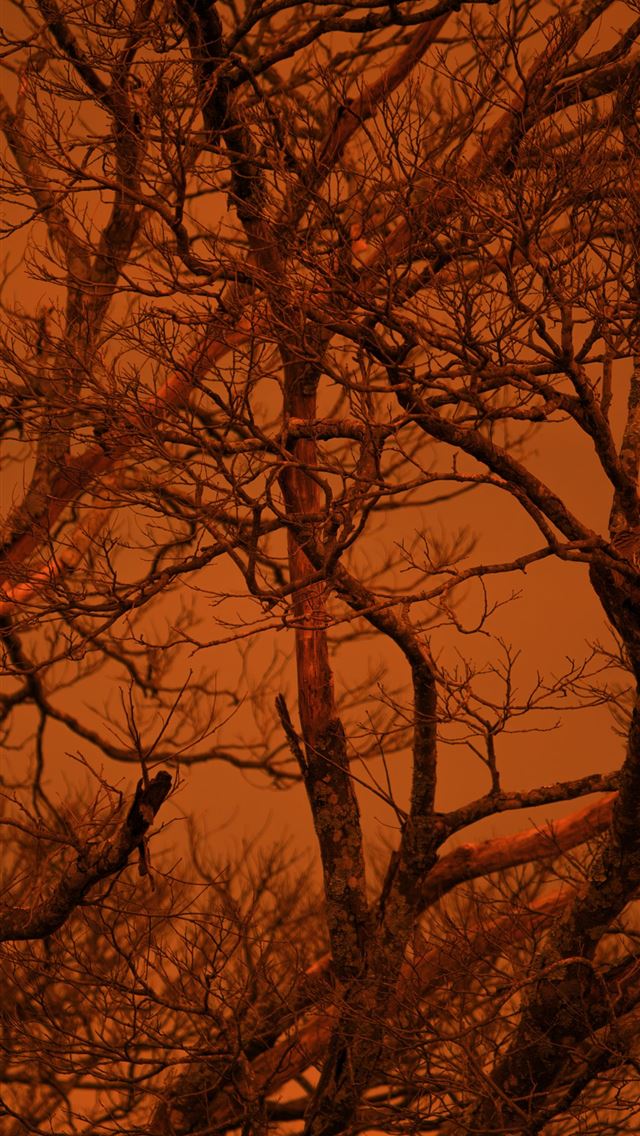 1290x2796 a tree with no leaves and no leaves on it -  iPhone Wallpaper