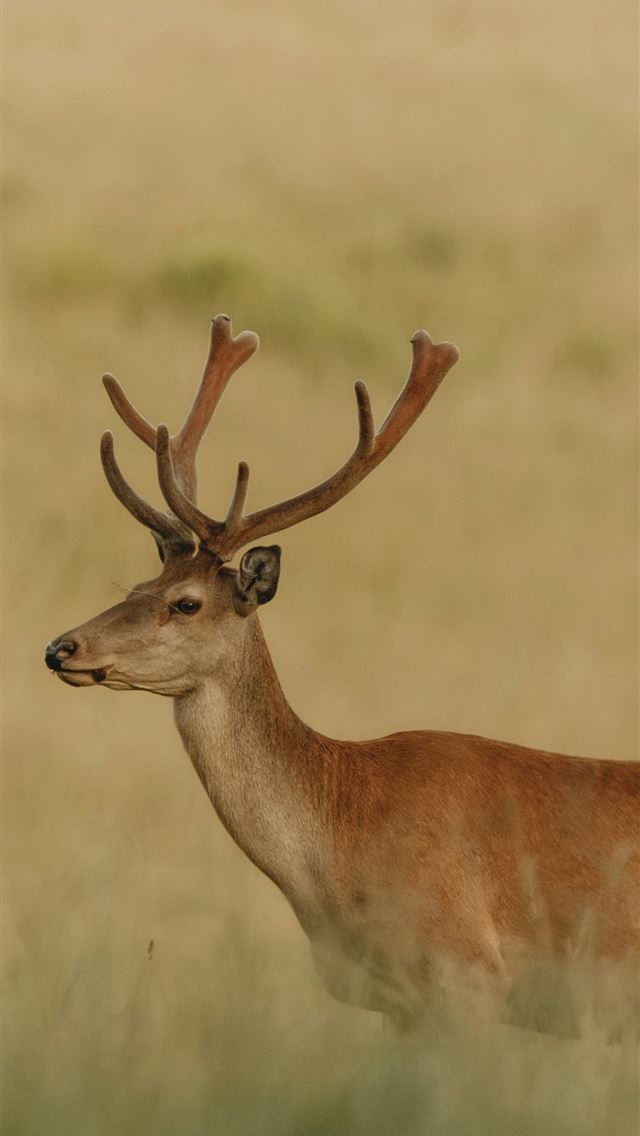 1290x2796 A deer stands proudly in tall grass  -  iPhone Wallpaper