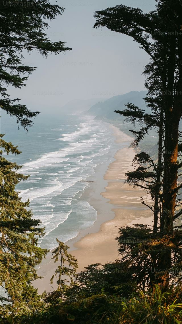 1290x2796 a view of a beach through some trees -  iPhone Wallpaper