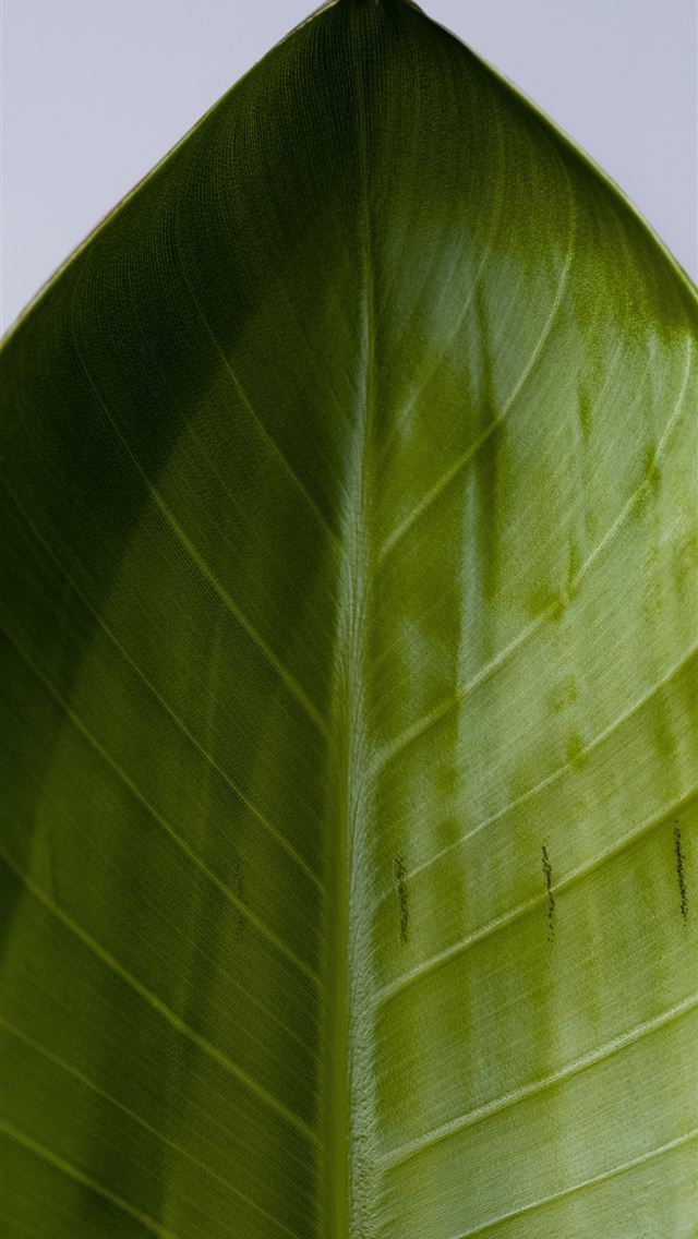 1290x2796 a large green leaf with a white sky in the backgro... -  iPhone Wallpaper