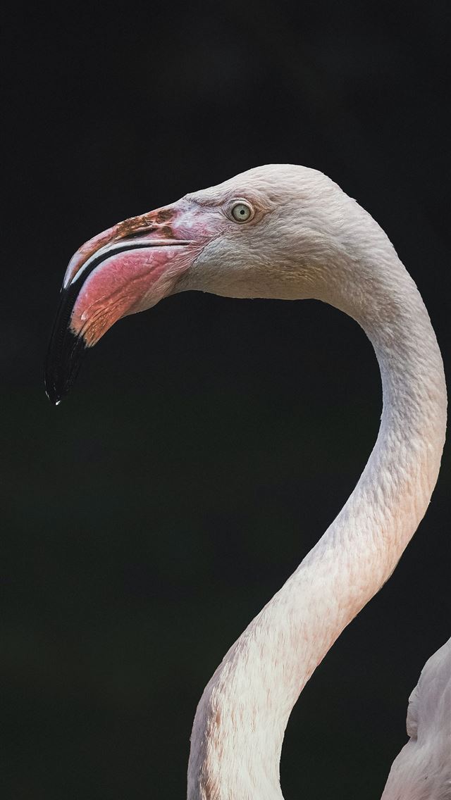 1290x2796 A large white bird with a long neck -  iPhone Wallpaper