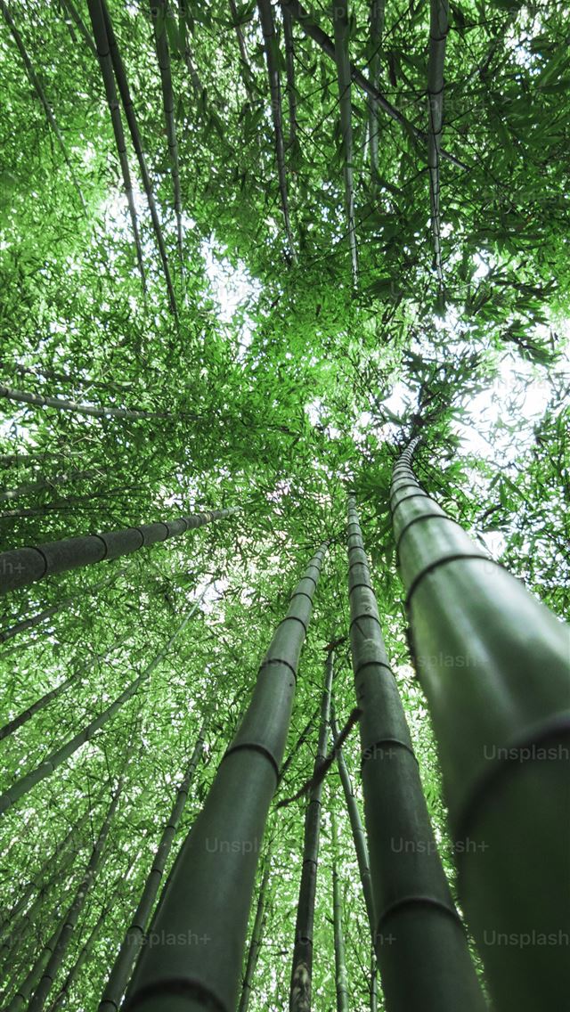 1290x2796 looking up at tall bamboo trees in a forest -  iPhone Wallpaper