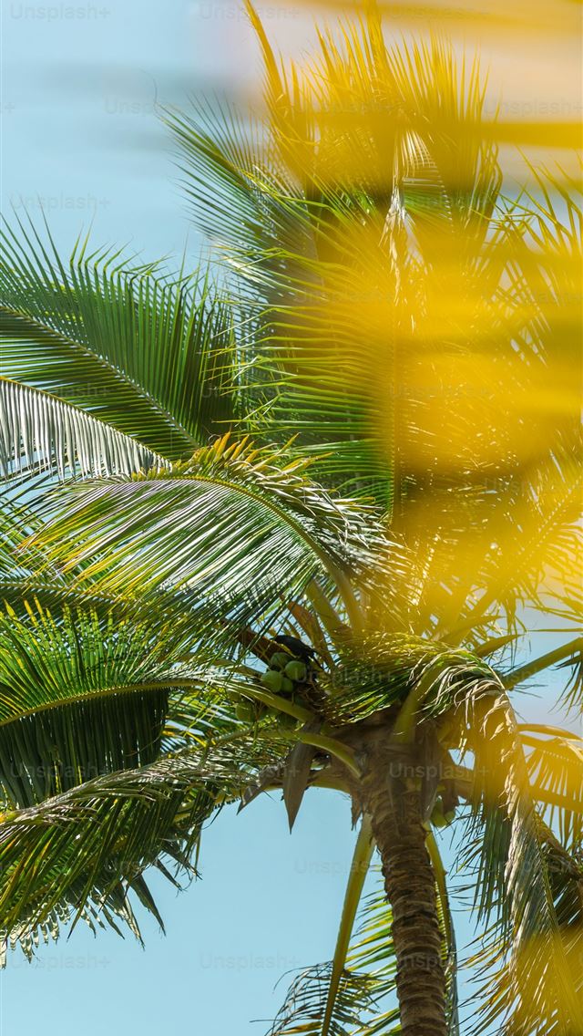 1290x2796 a close up of a palm tree with a blue sky in the b... -  iPhone Wallpaper