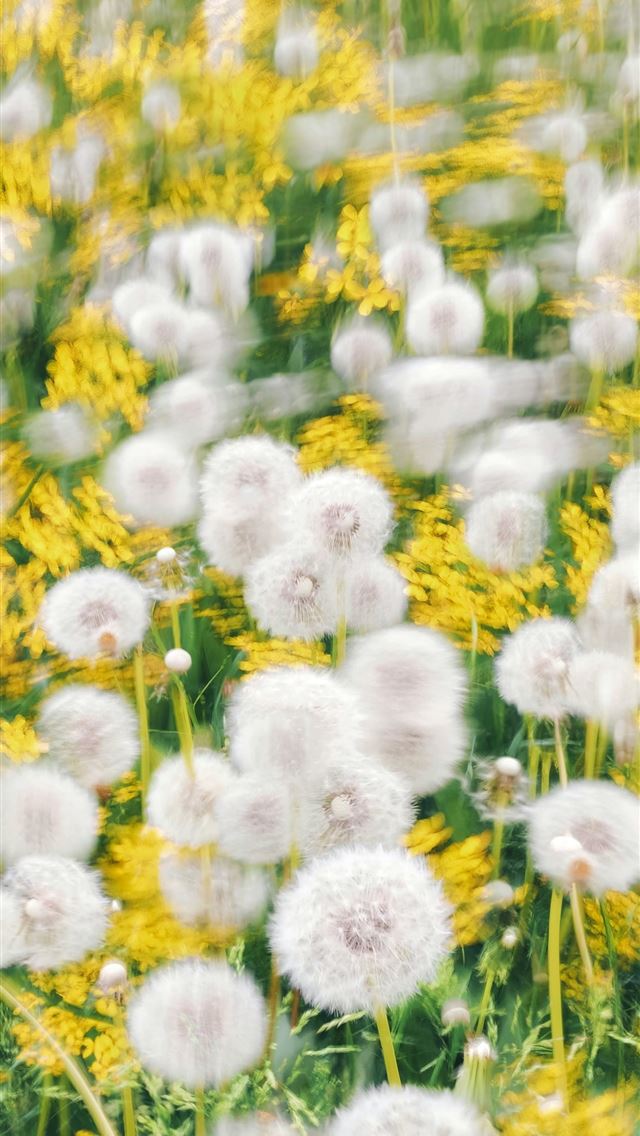 1290x2796 a field full of yellow and white flowers -  iPhone Wallpaper