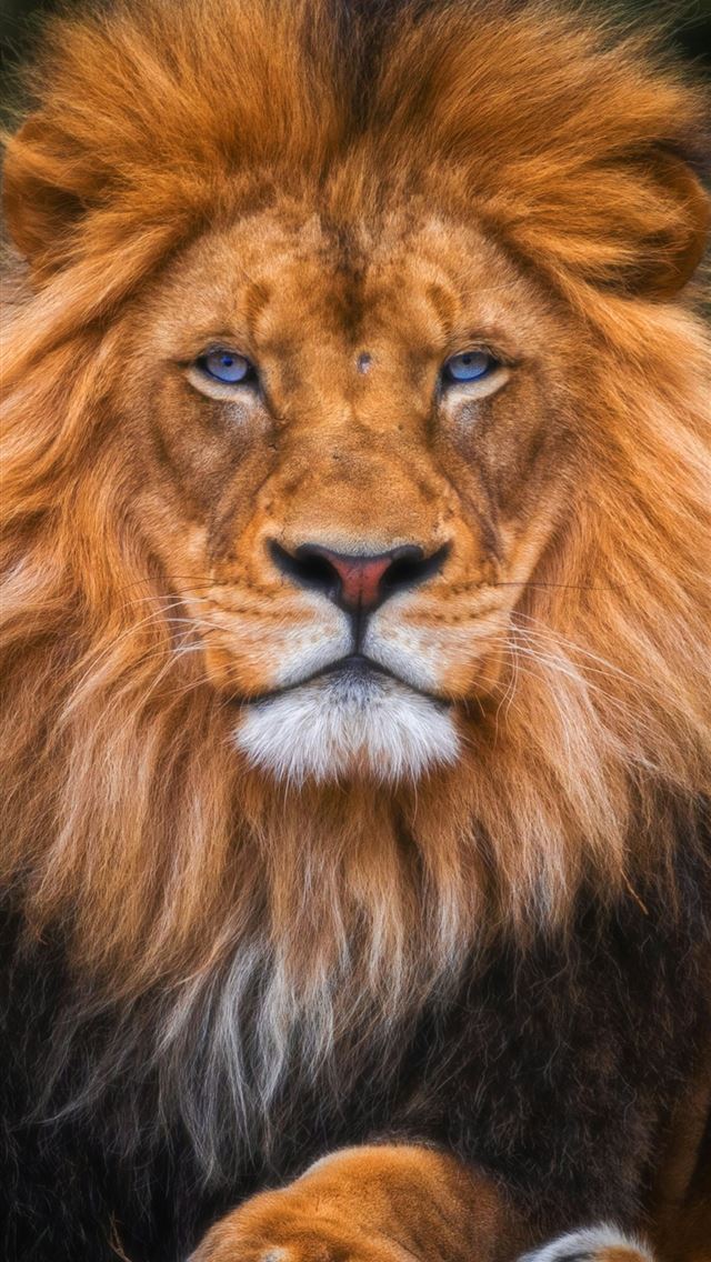 1125x2436 brown lion lying on ground -  iPhone Wallpaper