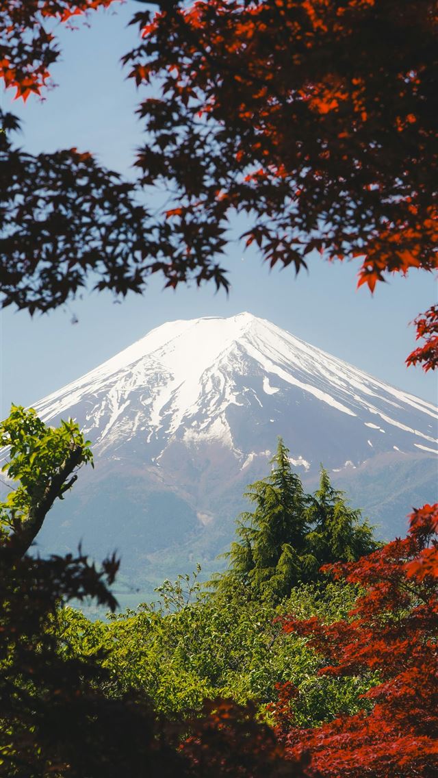 1290x2796 a view of a snow covered mountain through the tree... -  iPhone Wallpaper