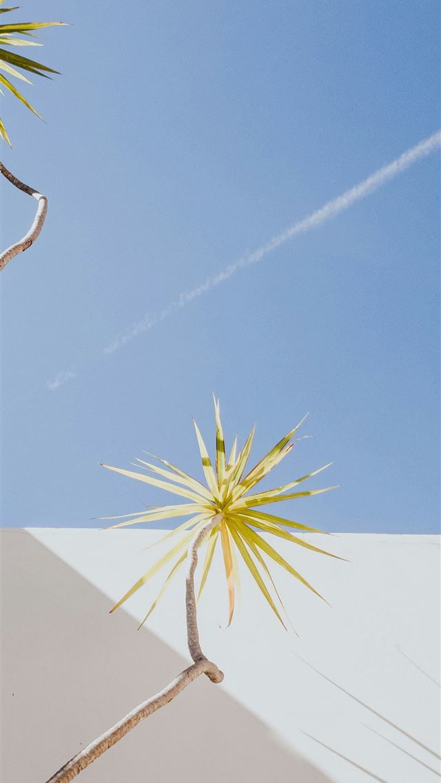 1290x2796 green plants near white wall -  iPhone Wallpaper