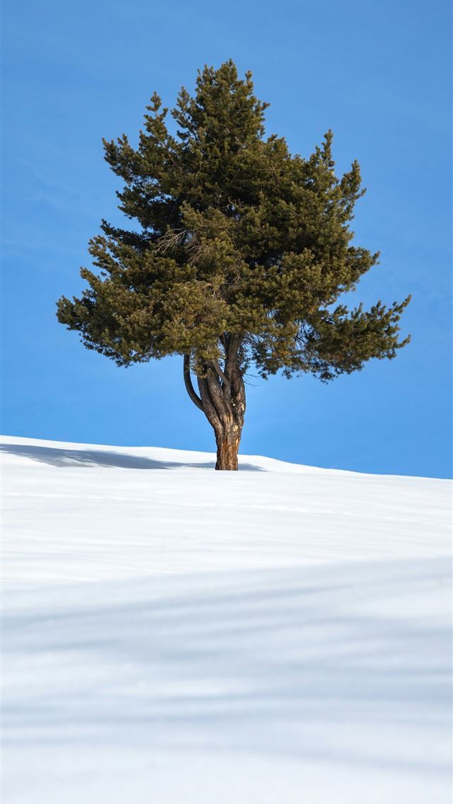 1290x2796 a lone tree on a snowy hill under a blue sky -  iPhone Wallpaper