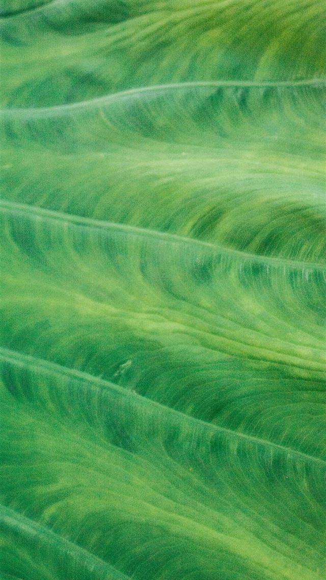 1290x2796 green and white abstract painting -  iPhone Wallpaper