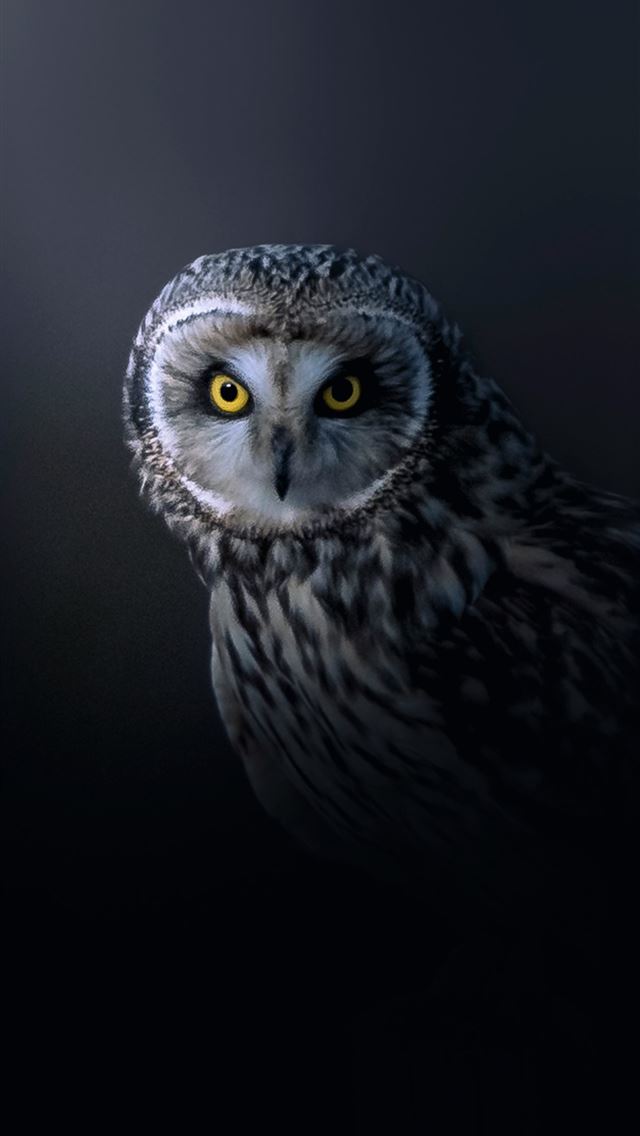 1290x2796 a close up of an owl with yellow eyes -  iPhone Wallpaper