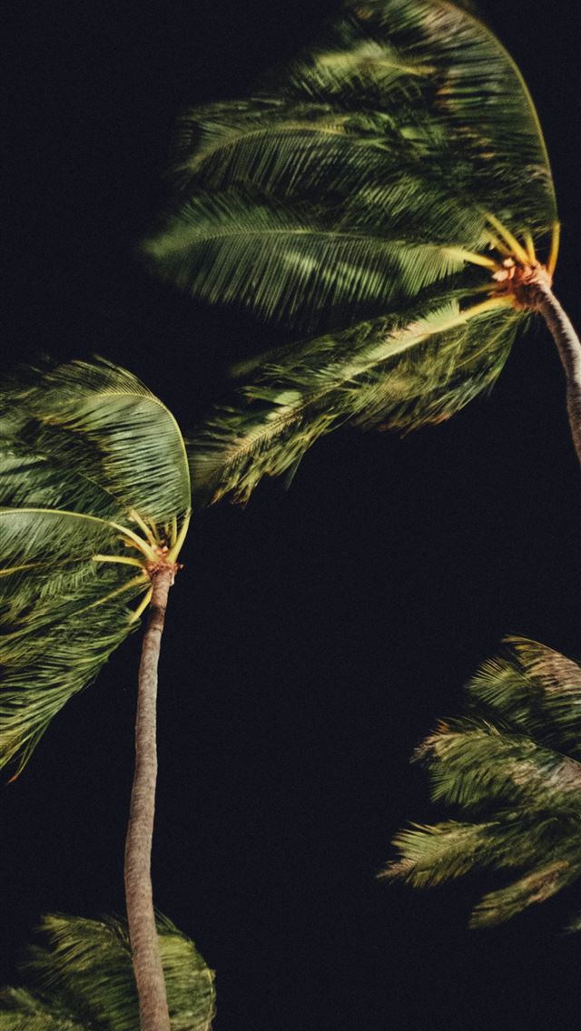 1290x2796 a couple of palm trees blowing in the wind -  iPhone Wallpaper