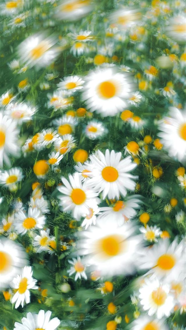 1290x2796 a bunch of white and yellow flowers in a field -  iPhone Wallpaper