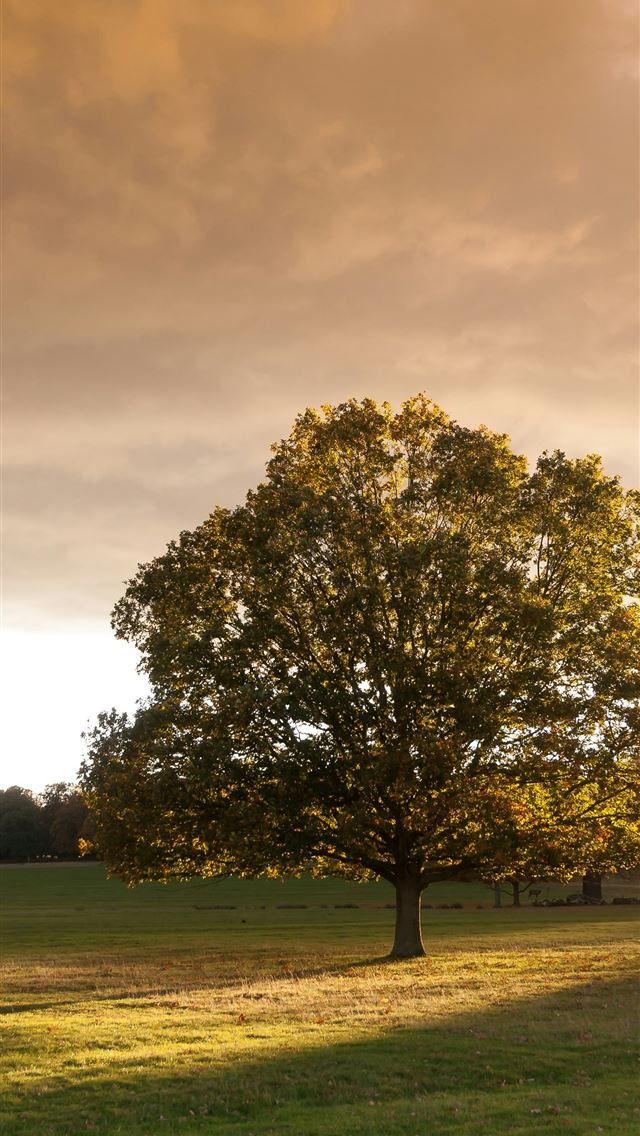 1290x2796 Tree in Richmond Park -  iPhone Wallpaper