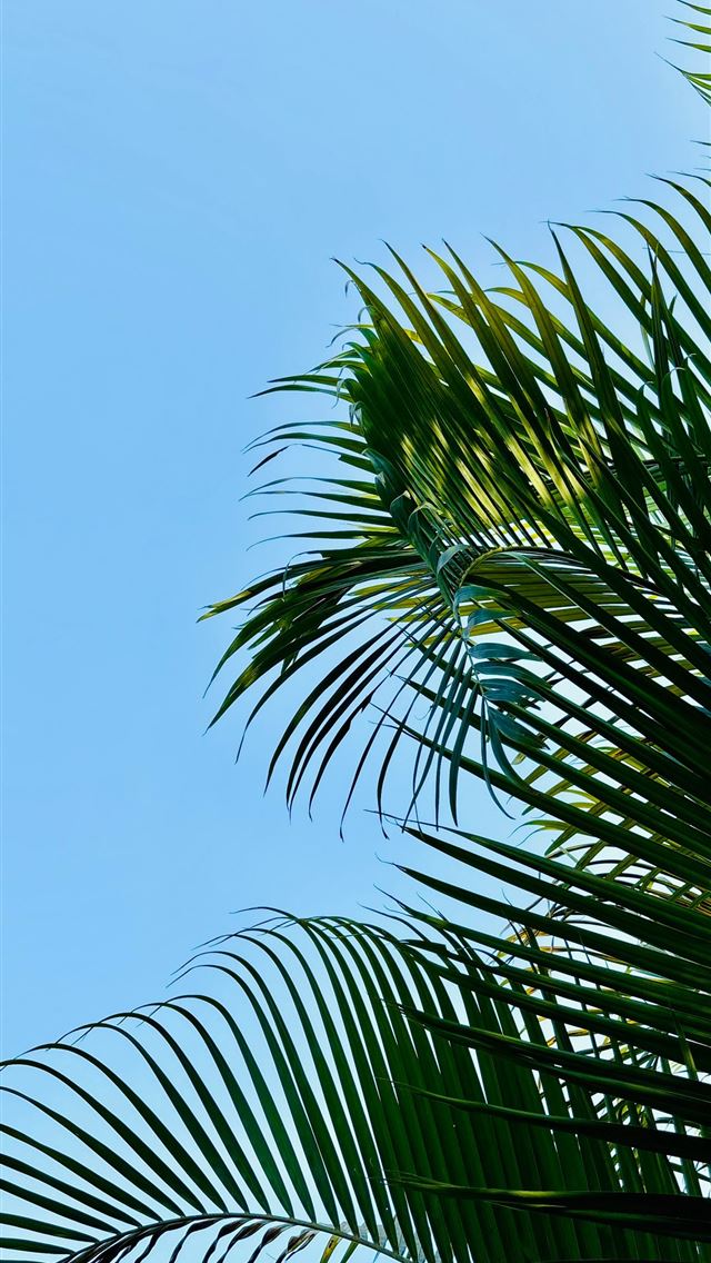 1290x2796 a palm tree with a blue sky in the background -  iPhone Wallpaper