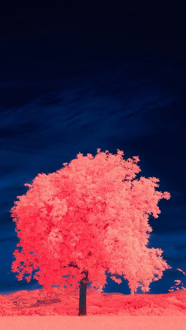 1290x2796 a tree with pink leaves -  iPhone Wallpaper