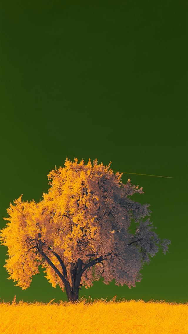 1290x2796 a lone tree in a field of yellow grass -  iPhone Wallpaper