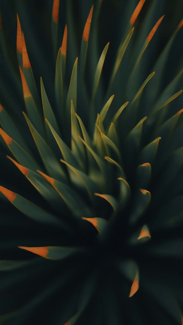 1290x2796 a close up of a large green plant -  iPhone Wallpaper