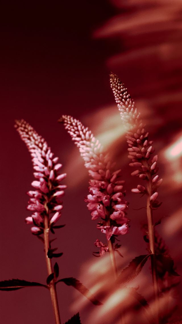 1290x2796 three pink flowers in a vase on a table -  iPhone Wallpaper