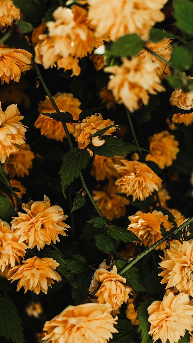 1290x2796 a close up of a bunch of yellow flowers -  iPhone Wallpaper