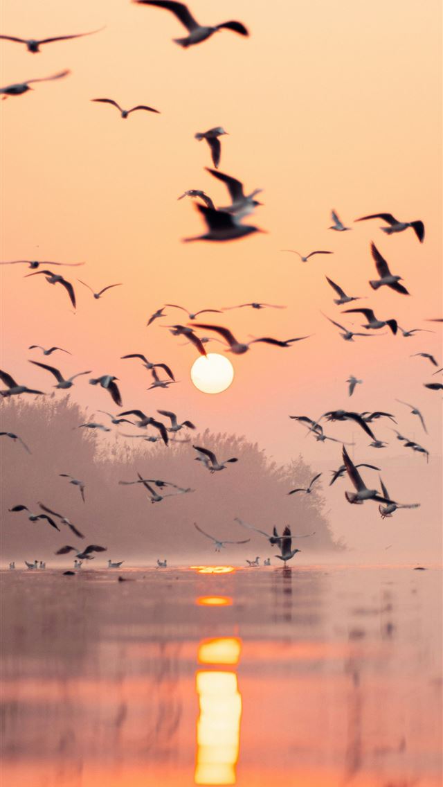 1290x2796 a flock of birds flying over a body of water -  iPhone Wallpaper