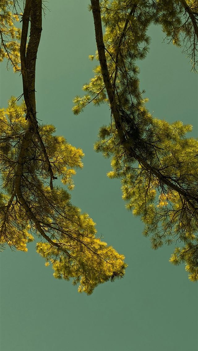1290x2796 a plane flying through a blue sky next to a tree -  iPhone Wallpaper