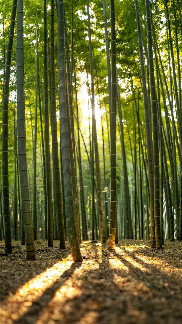 1290x2796 a grove of bamboo trees in a forest -  iPhone Wallpaper