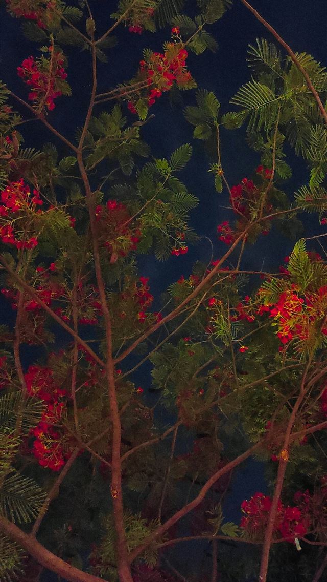 1290x2796 a tree with red flowers and green leaves -  iPhone Wallpaper
