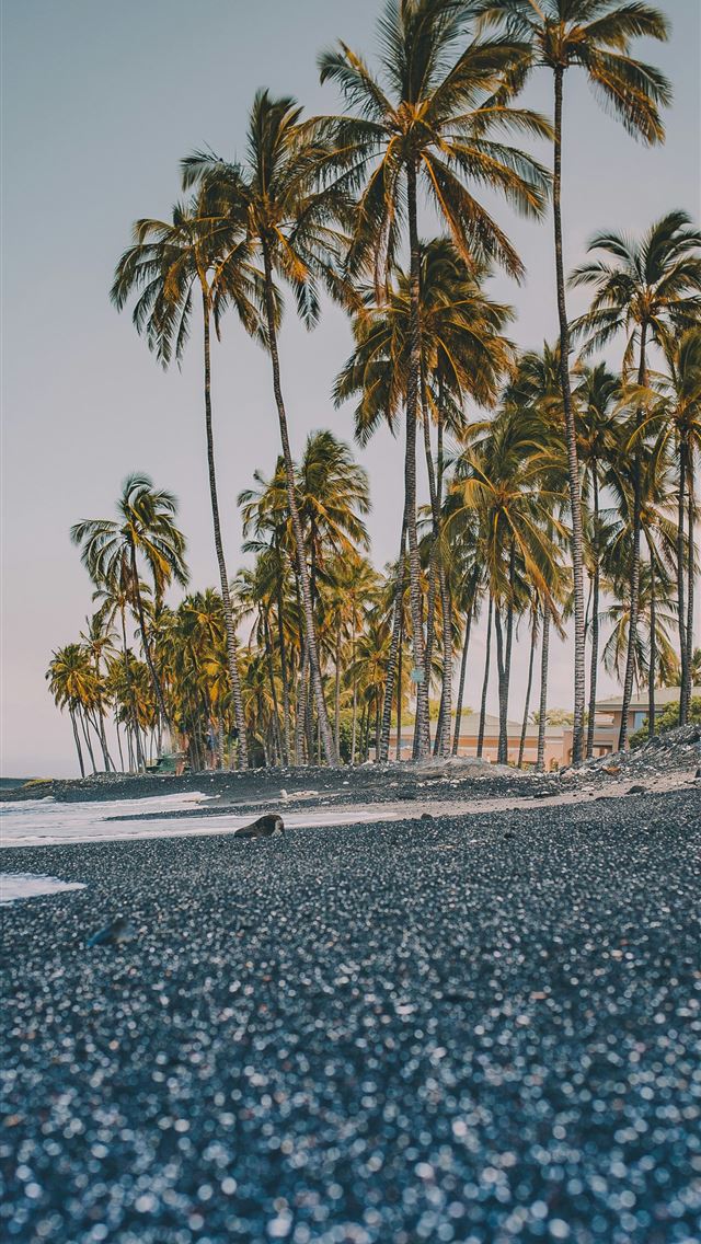 1290x2796 trees near coastline -  iPhone Wallpaper
