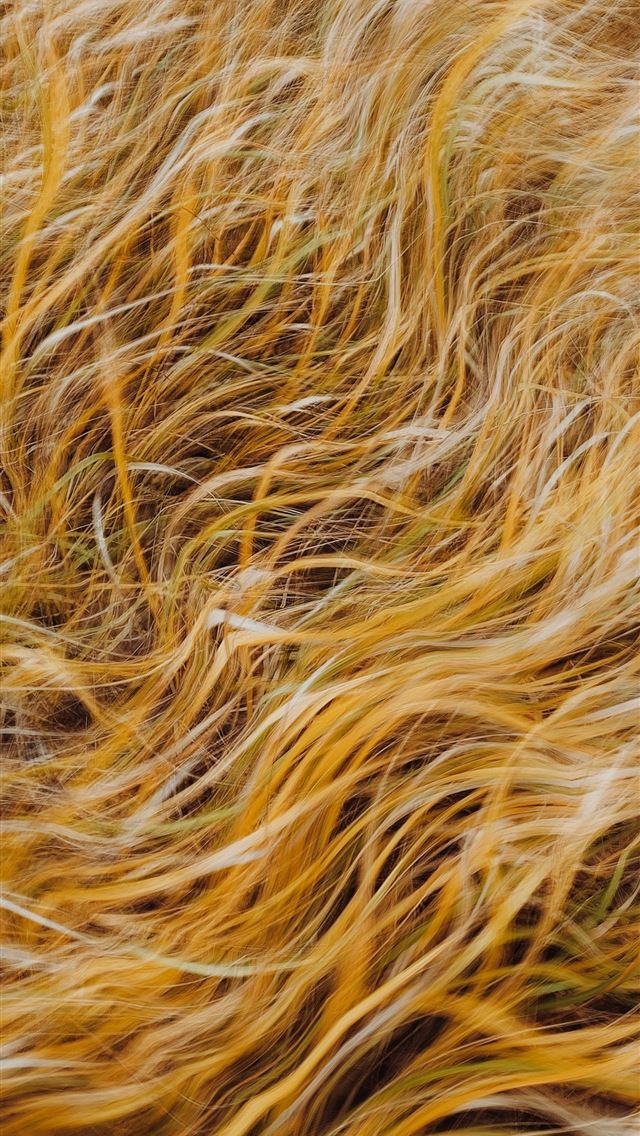 1290x2796 A close up of a field of grass -  iPhone Wallpaper